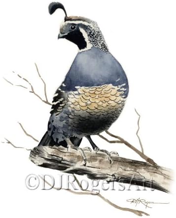 Watercolor Art Print of California Quail by Artist DJ Rogers