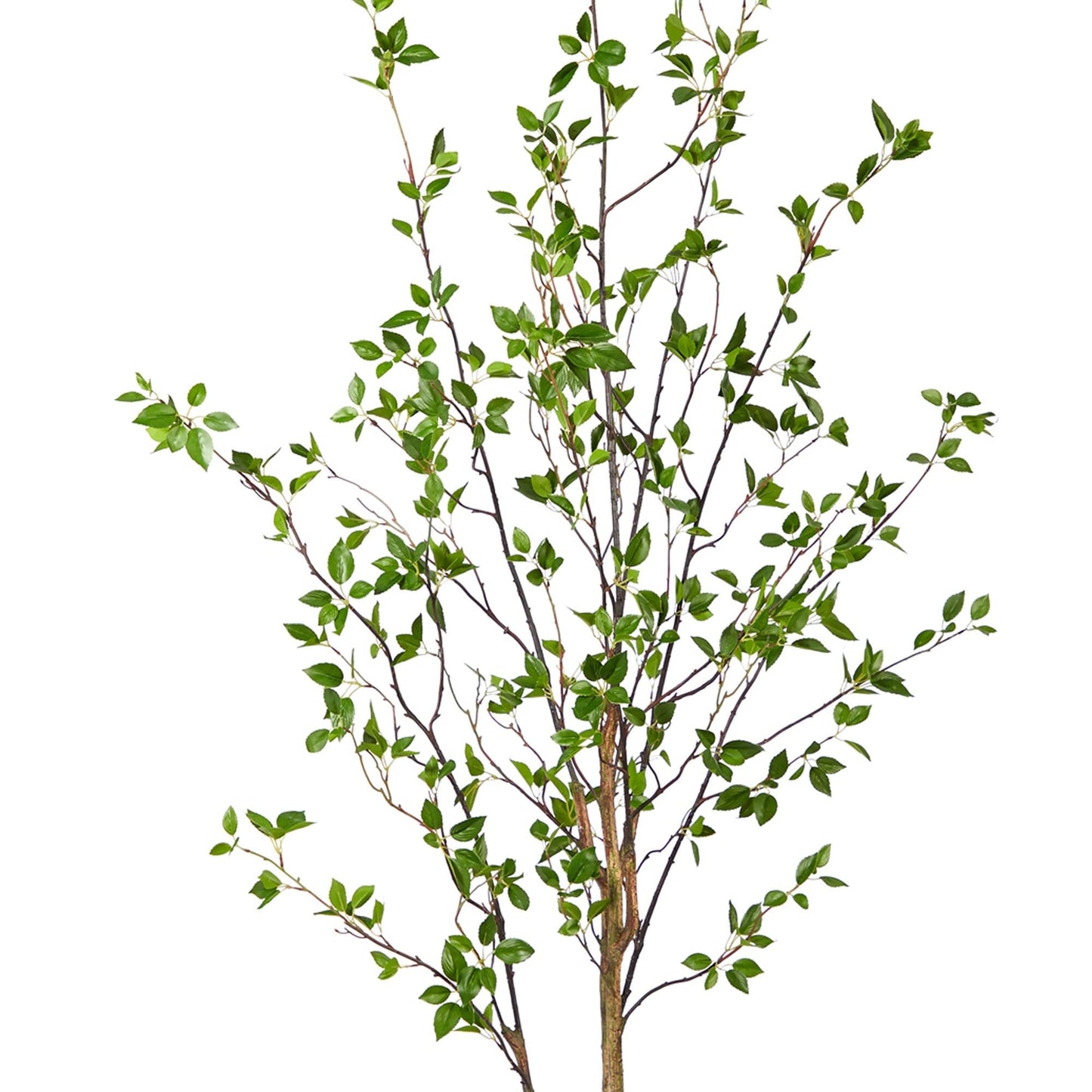 Generic 6.5' Minimalist Citrus Artificial Tree 6.5 Black