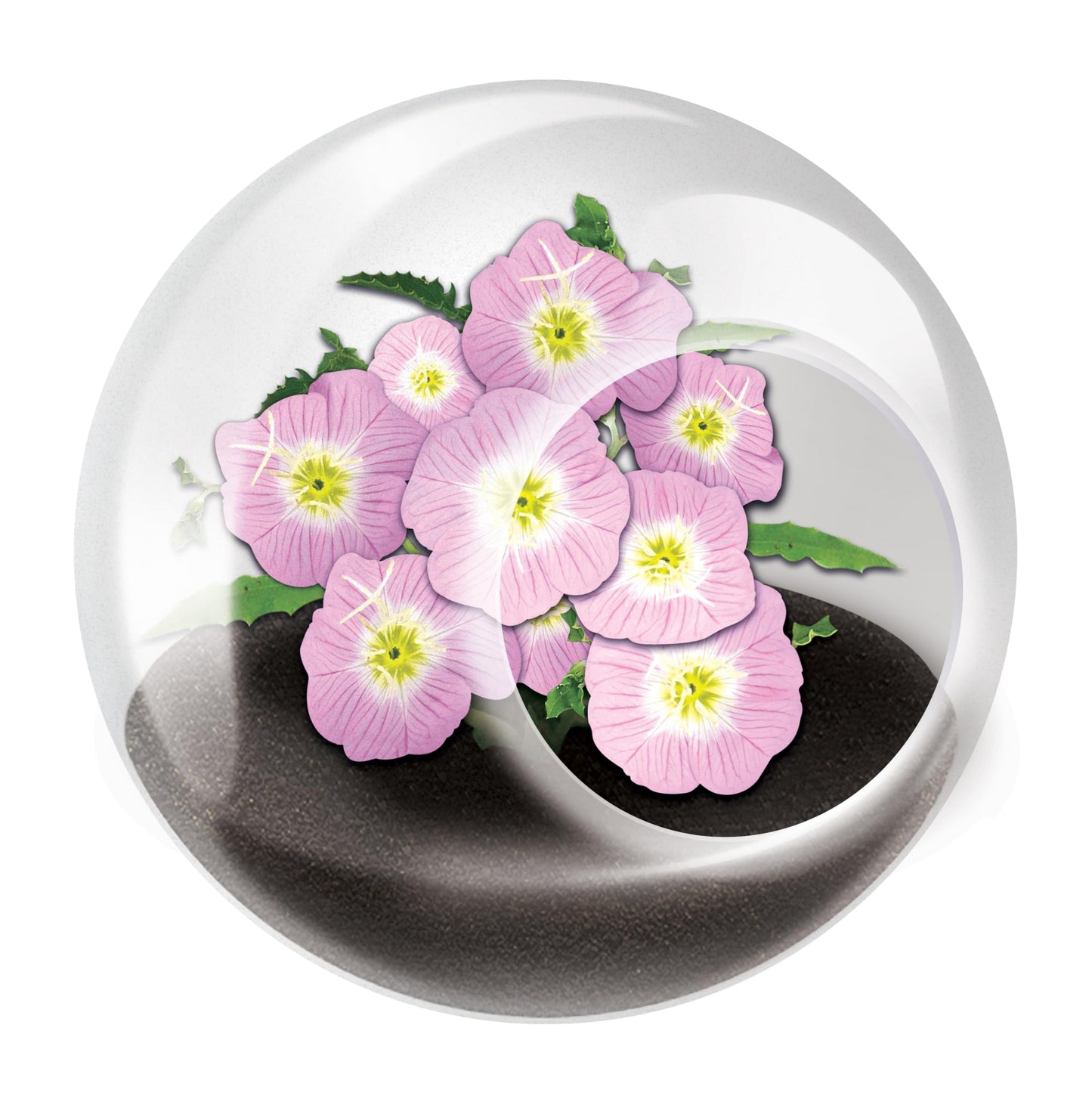 Unique Gardener Tiny Terrarium Plant Seeds 6 Variety Pack, DIY Indoor Succulents and Live Plants for Home or Garden Planting, Assorted Flowering Pack
