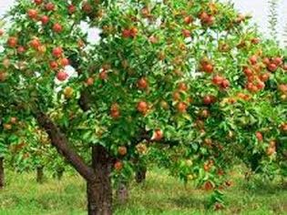 3 Gala Apple Tree - Grow Fresh Fruit - Live Plant Shipped Feet Tall by DAS Farms