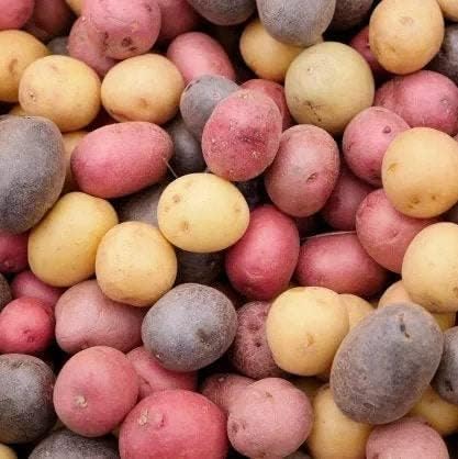 3 2026-5 TomorrowSeeds - Colors Mix Seed Potatoes - USDA Certified for Growers Blue Red Gold Potato Adirondack Pontiac