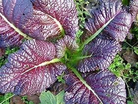 (25 Count) Red Giant Mustard Green Seeds COOL BEANS N SPROUTS Brand. Home Gardening.