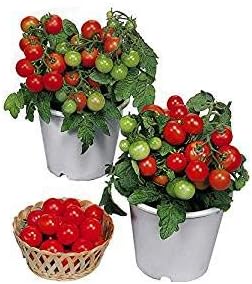 Harley Seeds 30 Dwarf Red Robin Tomato Seeds, Heirloom Non-GMO, Sweet, Low Acid, Determinate, Open-Pollinated
