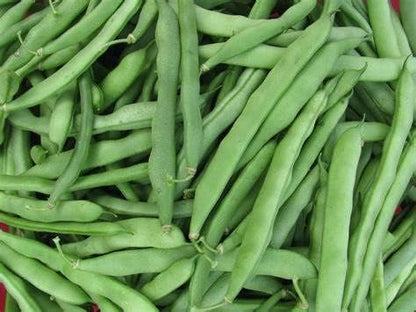 Generic 25+ 7 Blue Lake Pole Bean Seeds for Planting Heirloom Non GMO Grams Garden Vegetable Bulk Survival Hominy