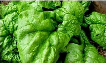 100 Seeds Giant Spinach Herb Garden Seeds for Planting About Seeds Non-GMO Annual Plant