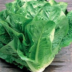 (1/2 LB) Bulk Organic Romaine Lettuce Seeds