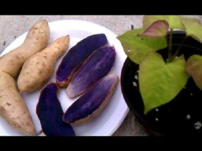 caribbeangardenseed Flesh(1 LB)Excellent Purple Sweet Potato AKA Okinawa, Hawaii Purple Potato, White Skin Plrple