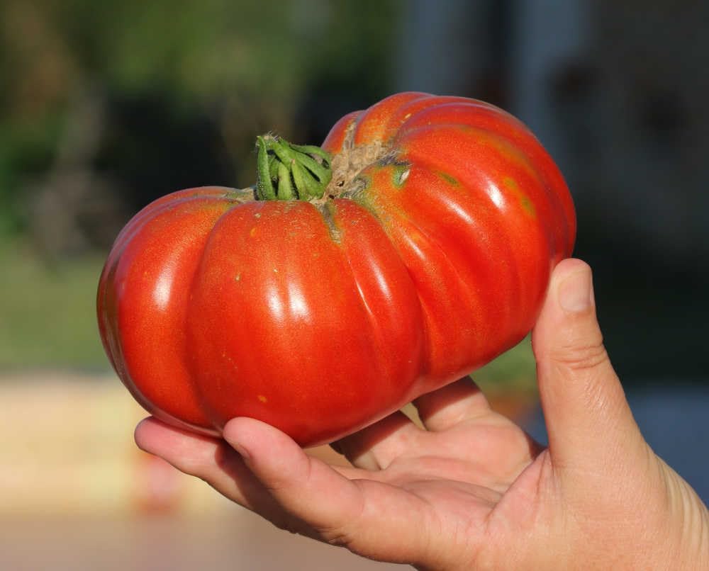 500+ Count 2026 TomorrowSeeds - Giant Beefsteak Tomato Seeds - - for Planting Determinate Heirloom Red Beef Steak