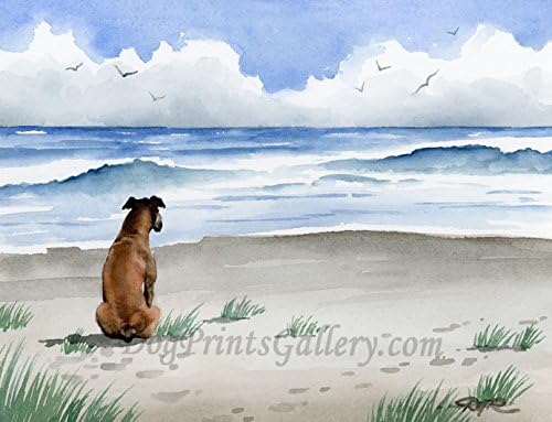 Boxer at the Beach Art Print by David J Rogers, Watercolor Artist