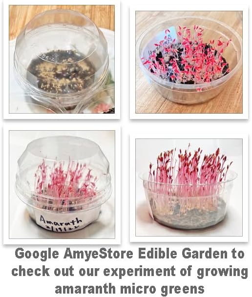 HipGirl Amaranth-1g,1000Seeds Red Amaranth Seeds for Planting.Chinese Spinach Seeds for Planting.Non GMO Seed