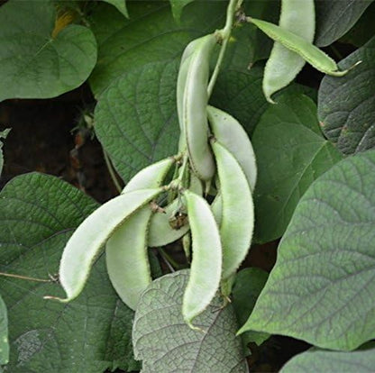 home on earth 100 Green Leaf Hyacinth Bean - Seeds
