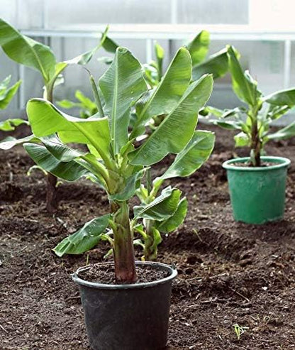 SeedsUA Seeds Indoor Ornamental Banana Tree Fruits for Planting Beatuful Flowers Non GMO