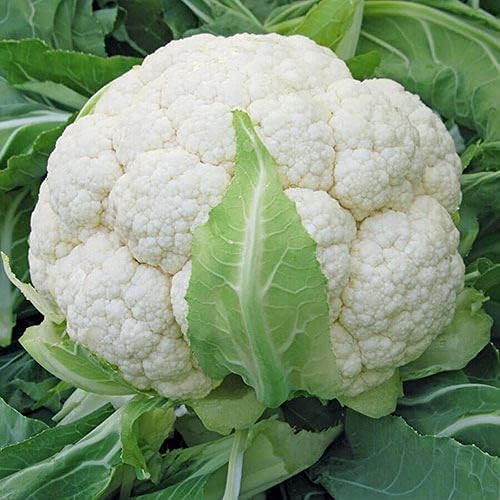 Pack 20 Park Seed Variety of Cauliflower Plant Seeds, Easy to Grow, Perfect for Spring Garden, Skywalker Organic