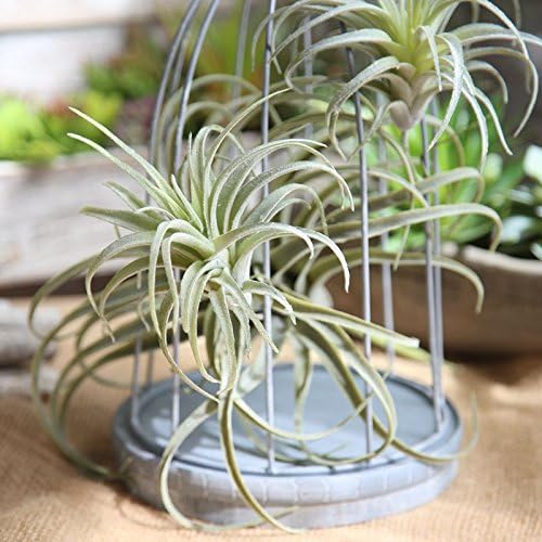 Artificial Air Plants, Faux Succulents Unpotted, Small Tillandsia Look Real in Flocked Green, Premium Crafting DIY