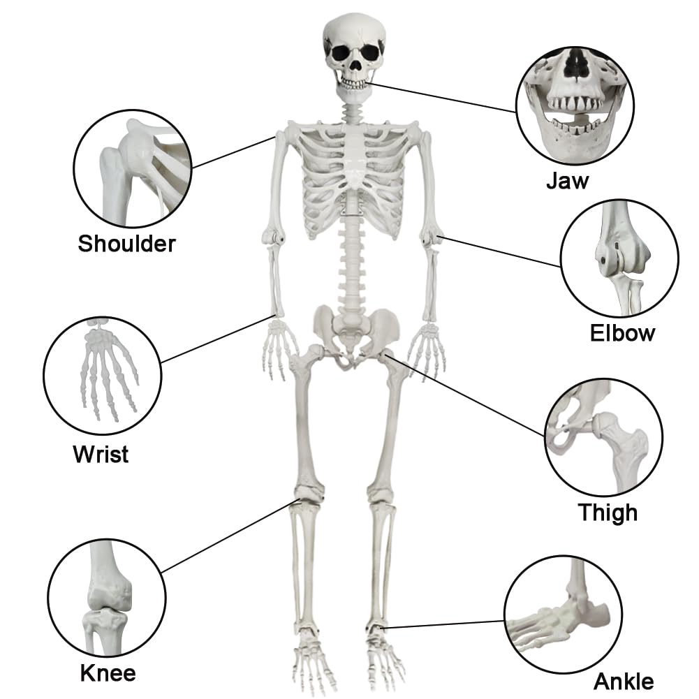 UMEELR 5.9FT Poseable Life Size Skeleton, Plastic Full Size Human Skeleton with Movable Joints for Halloween Garden Party Decoration