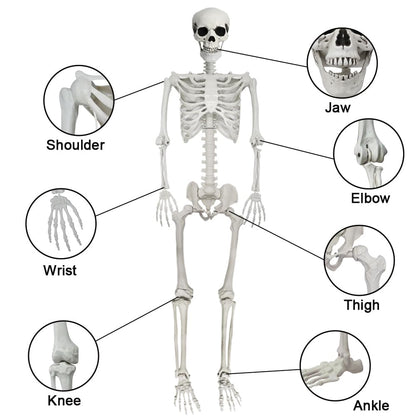 UMEELR 5.9FT Poseable Life Size Skeleton, Plastic Full Size Human Skeleton with Movable Joints for Halloween Garden Party Decoration