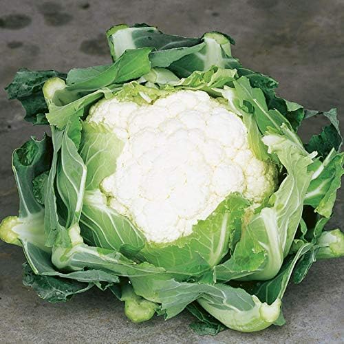 Y,25 Count Cauliflower Seeds- Snowball COOL BEANS N SPROUTS Brand. Home Gardening.