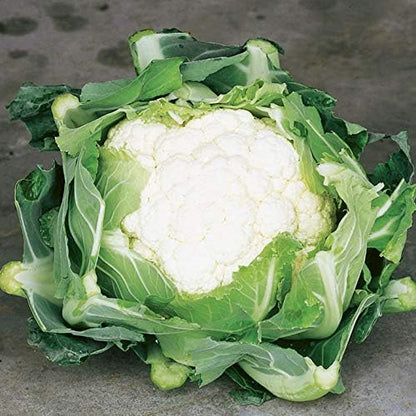 Y,25 Count Cauliflower Seeds- Snowball COOL BEANS N SPROUTS Brand. Home Gardening.