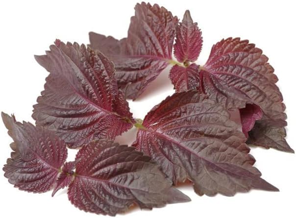 HipGirl 2026 Bird-200 #1,Purple/Red-1g) Early Perilla Seeds for Planting/Shiso Seeds for Planting.Heirloom Non GMO Seed