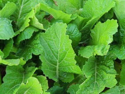Seed Kingdom 60,000 Mustard Florida Broadleaf Great Garden Vegetable Heirloom by Seeds