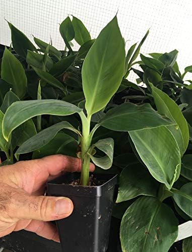 LEGENDARY-YES Grand Nain Chiquita Banana Tree - Live Dwarf Banana Plant