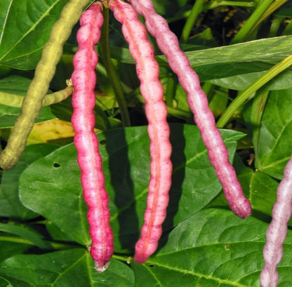150+ Count 2026 TomorrowSeeds - Top Pick Brown Crowder Cowpea Seeds - - for Planting Non-GMO USA Vegetable Pink Red