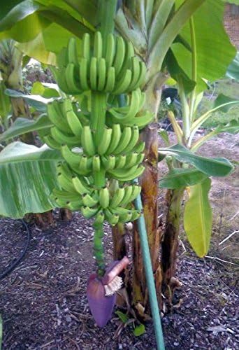 LEGENDARY-YES Grand Nain Chiquita Banana Tree - Live Dwarf Banana Plant