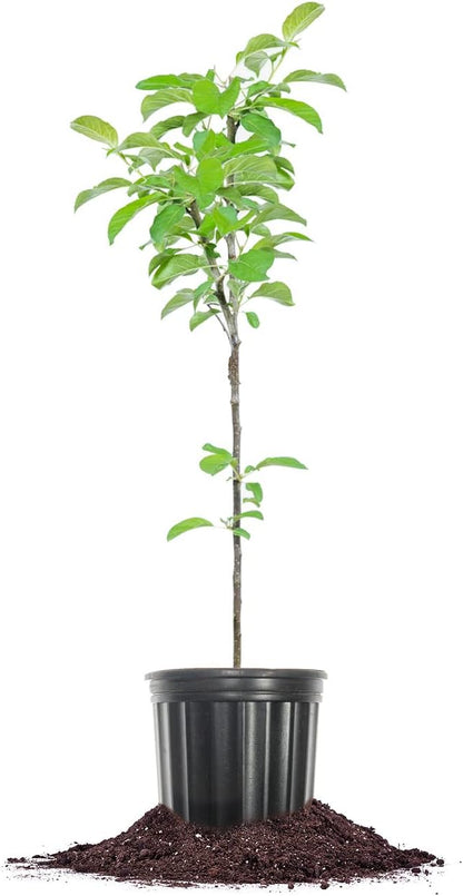 1 Perfect Plants Golden Delicious Apple Tree Gallon | Live Fruit Trees for Outdoor Planting | Self Fertile & Easy
