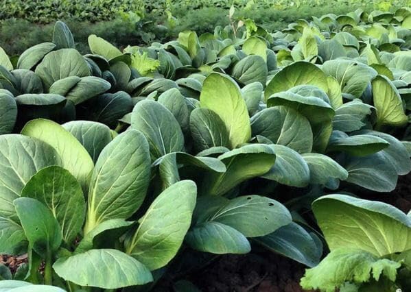 HipGirl Fall/Spring-4000+ Stem,10g) Sow in Bok Choy Seeds for Sprouting,Chinese Cabbage Seed