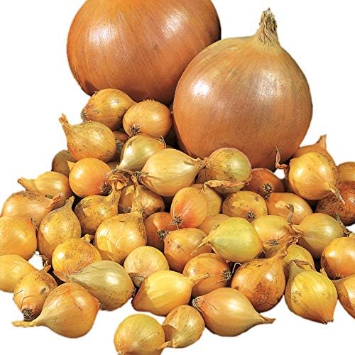 135-Day Bulbs, Pack 200 Park Seed Candy Hybrid Onion Seeds Day-Neutral Yellow Variety, Early and Flavorful Maturity