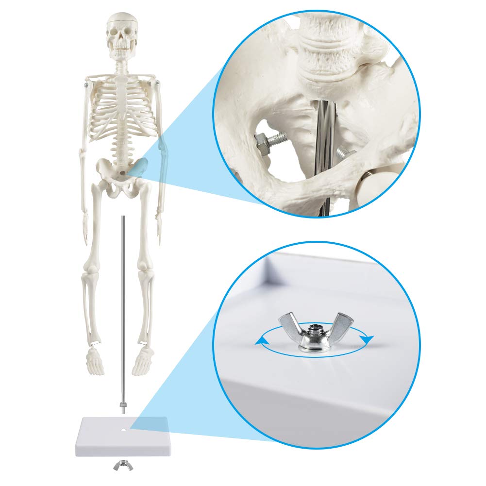 breesky Human Skeleton Model for Anatomy: 17” Human Skeleton Model with Movable Arms and Legs - Scientific Model for Study and Display