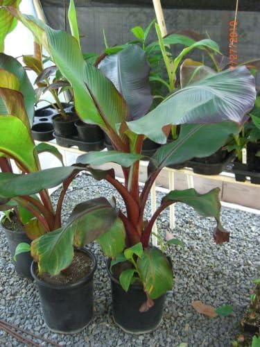 gray-gardens Ensete Maurelii - Red Abyssinian Banana
