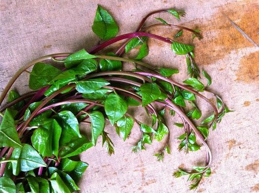 900+ Count 2026 Alba TomorrowSeeds - Red Stem Malabar Spinach Seeds - - for Planting Basella Rubra Ceylon Green
