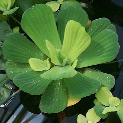 AquaLeaf Aquatics 3 Pond Plants Bundle - Water Lettuce, Water Hyancinth and Hornwort