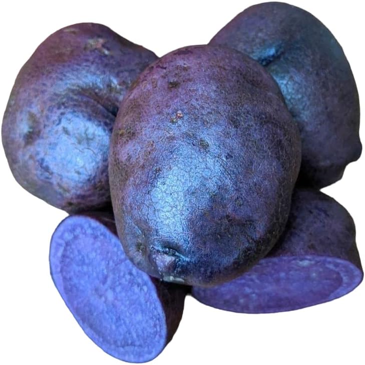 Votaniki (4 Pack) Adirondack Blue Potato Tuber Seedling - Nutty Flavor, High Harvest Potato | Adirondack Blue Potato