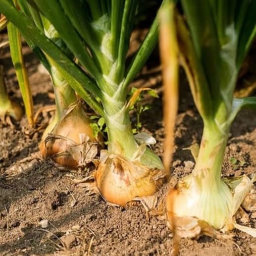 3 Sets (Bulbs) 1/2 (~50 Sets) 2026 TomorrowSeeds - Colors Mix Onion - Pound - Fresh Crop, Stored Cold, for Planting