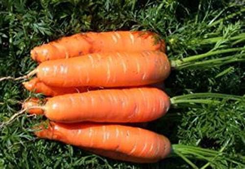 NIKA SEEDS 1000 Seeds Vegetable Carrot Red Giant - Seeds