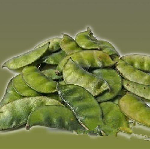 home on earth 100 Green Leaf Hyacinth Bean - Seeds