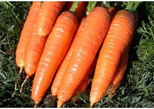 NIKA SEEDS 1000 Seeds Vegetable Carrot Red Giant - Seeds