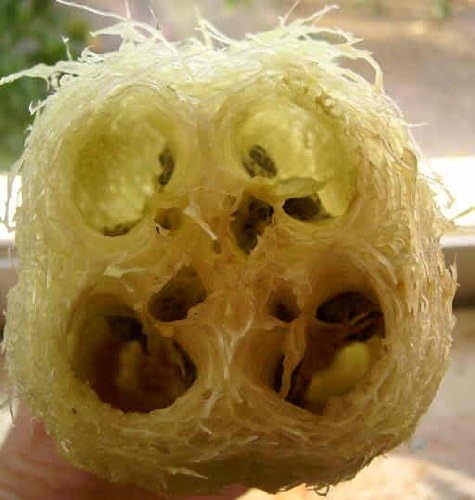 Seedville 25 LUFFA Sponge Gourd (Vegetable Sponge/Smooth Luffa/Sponge Luffa/Climbing Okra/Dishrag Gourd) Luffa