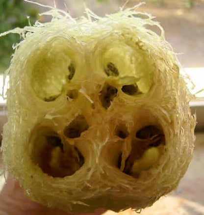 Seedville 25 LUFFA Sponge Gourd (Vegetable Sponge/Smooth Luffa/Sponge Luffa/Climbing Okra/Dishrag Gourd) Luffa