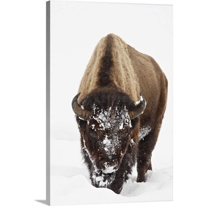 CANVAS ON DEMAND Bison in Snow, Yellowstone National Park, Wyoming Canvas Wall Art Print by James Hager, Home Decor, Wildlife, Winter Artwork,40" x60in