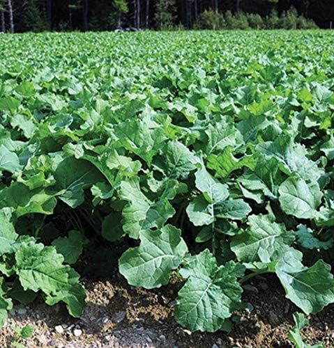 Dwarf Essex Rape Seed Tasting(1000 A Cross Between a Turnip and a Kale - Great - Seeds)