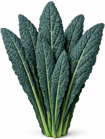 Sunutri Seeds Black Tuscan Lacinato Kale Seeds Dark Blue-Green Leaves with Upright Growth for Home Gardens, Raised Beds