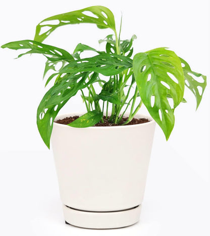 (4" Monstera Adansonii 'Swiss Cheese' Minimalist Pot w. Saucer) - Air-Purifying Houseplant with White Flowers - Live