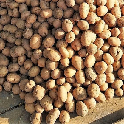 Russet Bulbs 2026-1 TomorrowSeeds - Seed Potatoes - USDA Certified for Growers Size B Non GMO Brown Burbank Idaho