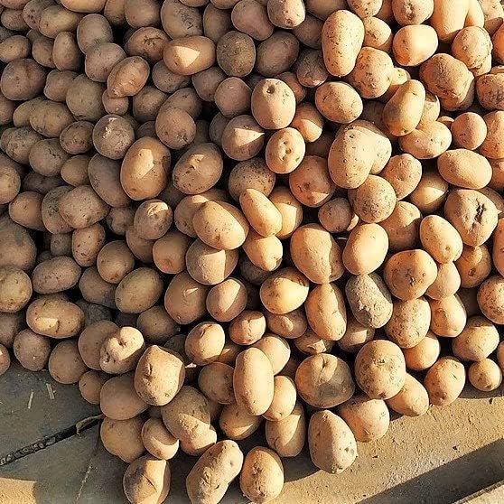Russet Bulbs 2026-2 TomorrowSeeds - Seed Potatoes - USDA Certified for Growers Size B Non GMO Brown Burbank Idaho