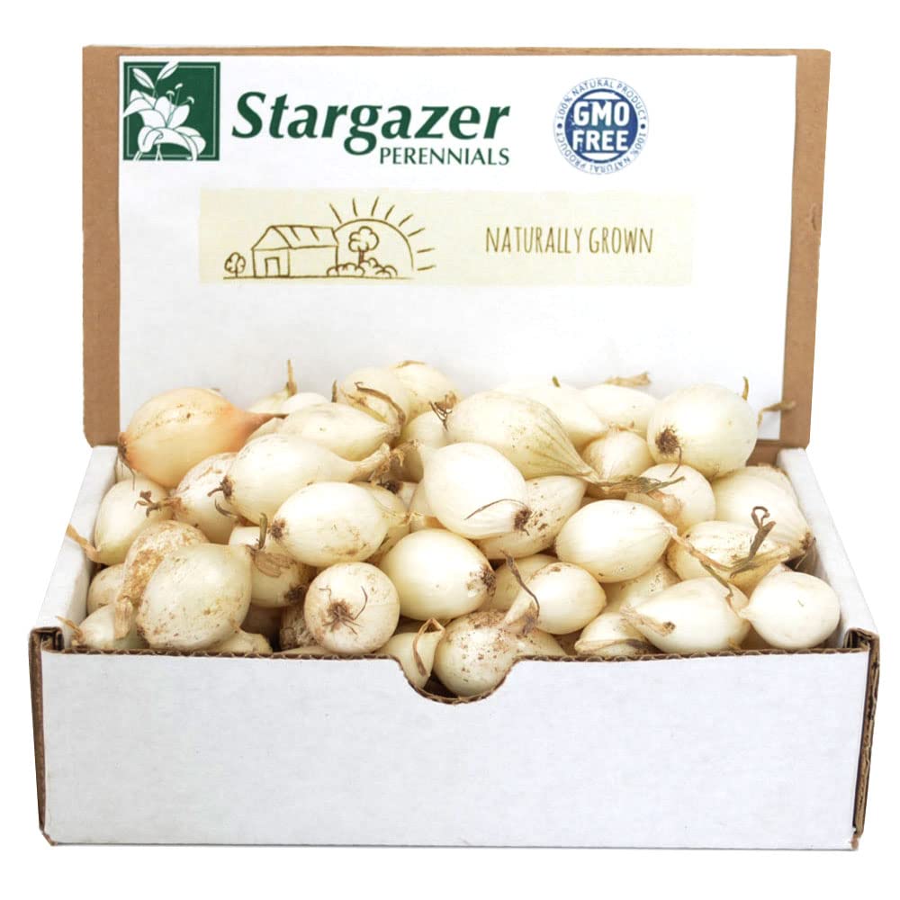 Sets 8 oz, Bulbs 60-80 Bulbs, White Ebenzer Onion Heirloom Non-GMO for Garden, Stargazer Perennials