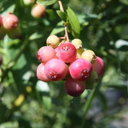 (4 Pack) Pink Lemonade Blueberry Bushes Live Plants for Planting, Unique Pink Berries, Sweet Flavor, High-Yielding