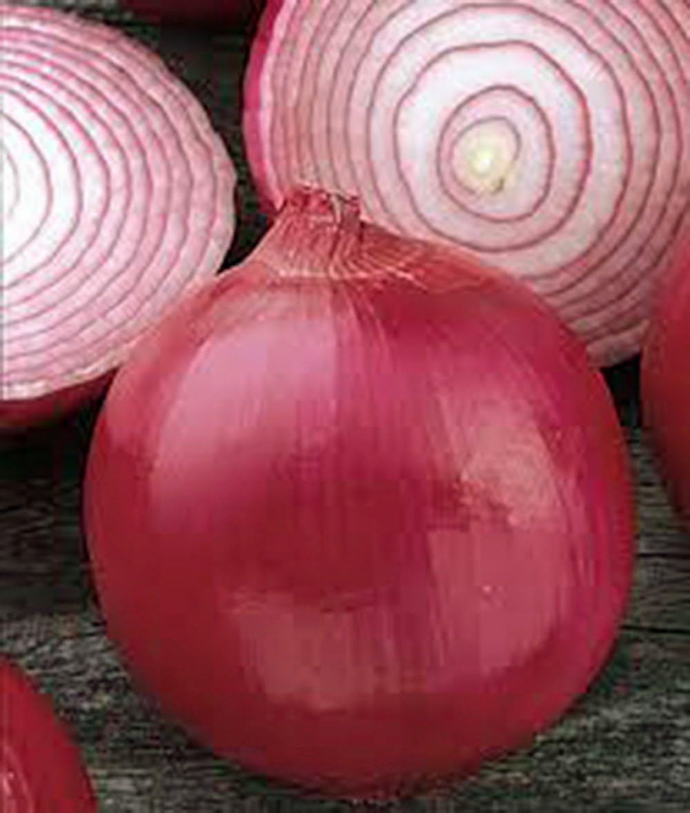 (25+Seeds), Onion, Short Day, Burgandy Red Onion Seed, Heirloom, Non-GMO, Excellent Slicing Variety for Salads